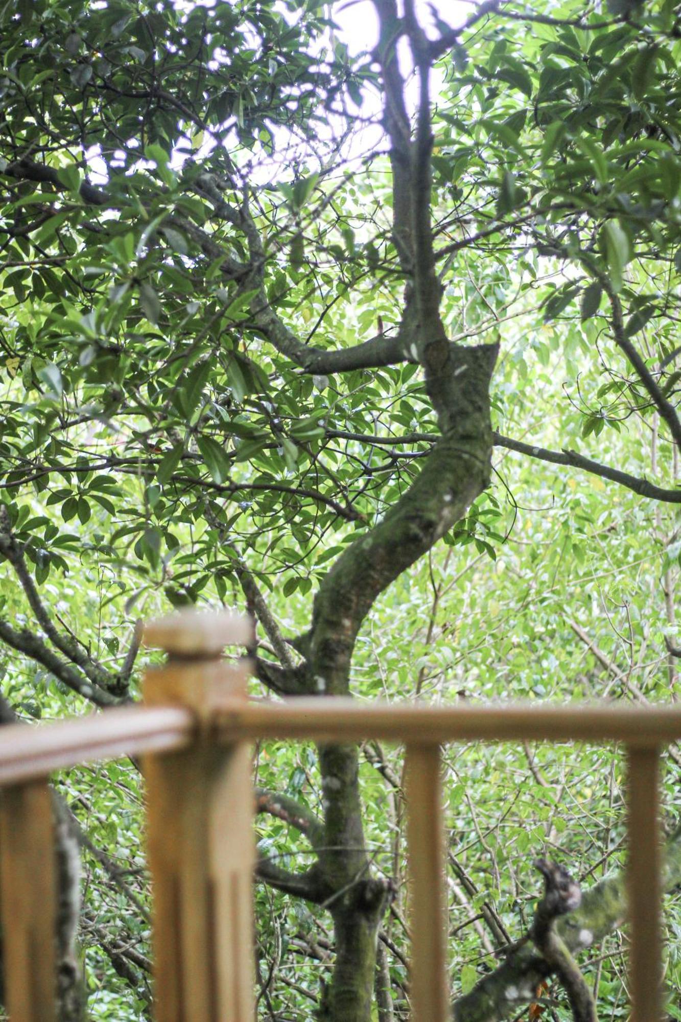 Seasons Four Mini Jungle Cabana Matara Eksteriør bilde
